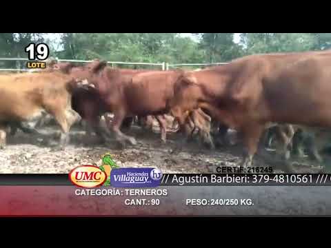 Lote 90 Terneros en Formosa, Formosa