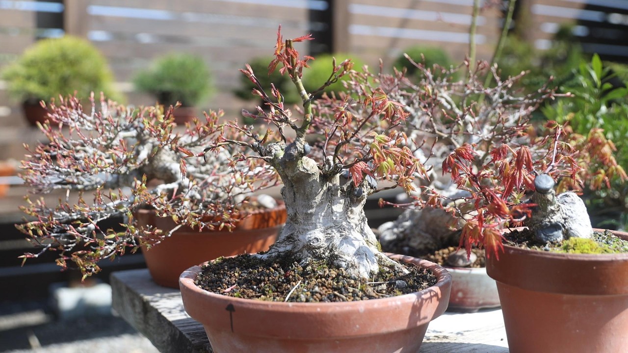 復活した真柏　寄せ株モミジ