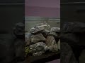 StephanEic hat das Video Synodontis Njassae (soBWFpz706Q) zum Beispiel Malawi Aquarium Mbuna/ Nonmbuna hochgeladen.