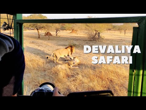 Exploring Devaliya Safari Park and Devraj | A Wildlife Adventure in Gujarat