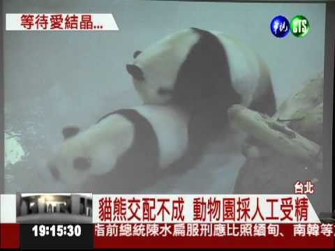 團團貪玩交配失敗 改採人工受精