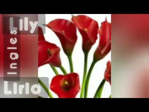 Ingles Pronunciacion Practica De Lirio (Lily)