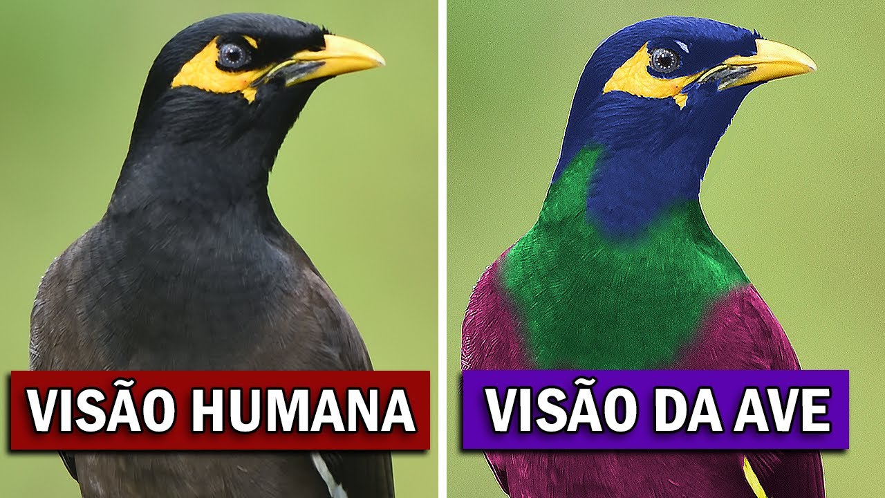 Como os PÁSSAROS enxergam o mundo? | ORNITÓLOGO RESPONDE #12