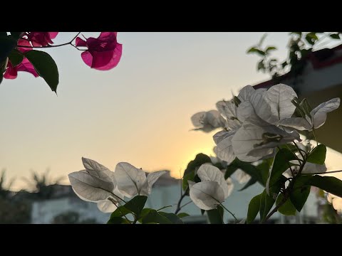 Spring Blossom ❤️