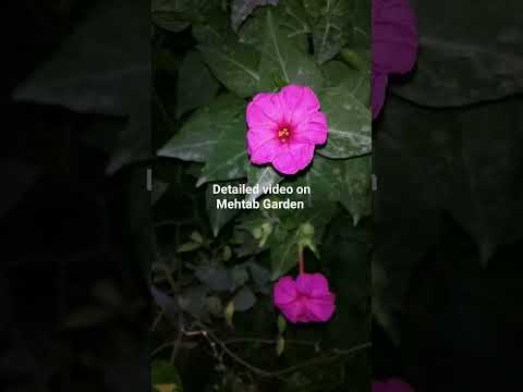 , title : 'How To Grow #4oclock #Flowers #Plant #Mirabilis #Jalapa #YouTubeShorts #Viralshorts #Trending'