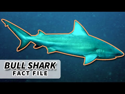 オオメジロザメの事実: 最も危険なサメ? 🦈 |動物に関する事実ファイル