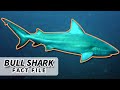 Bull Shark Facts The Most DANGEROUS Shark Animal Fact Files