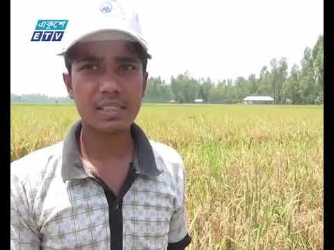 গাইবান্ধায় ধানকাটার মৌসুমে মজুর সংকট