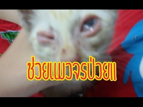 ครีมอเมริกันสำหรับกลาก ความคิดเห็น momat กลาก