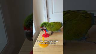 Great Green Macaw Matches Colors