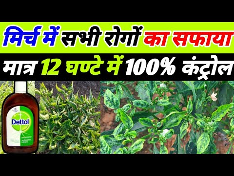 Elimination of all diseases affecting chillies | How to farm chillies | How to remove viruses fro...