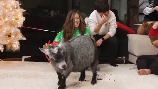 Toast Gives Pokimane a Living Pooping Goat