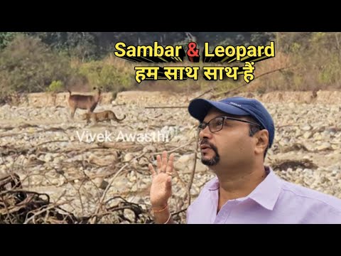 तेंदुआ हिरण साथ साथ । Male Leopard & Female Sambar Deer Near By at Chillawali  Rajaji National Park