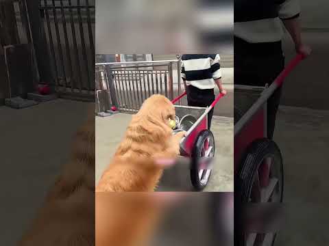 The Loyal Dog Who Forgave His Owner