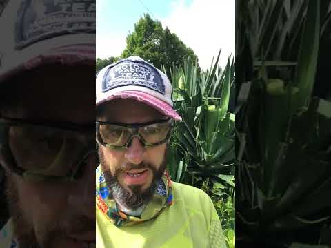 Polar Lawn Care video.