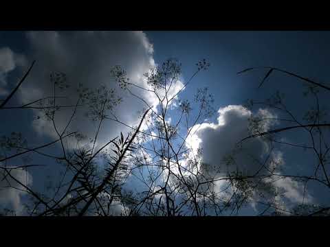 Bionda e Lupo - Zug der Vögel (CHAR12)