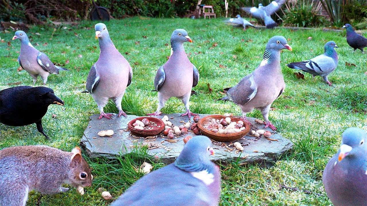 🔴 CAT TV 24/7 NO ADS 🕊️ Birds & Squirrels Find Food on a Rock 🐿️ TV for cats to watch 4K HDR