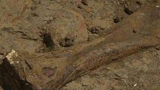 See remains of 3 triceratops found in Wyoming