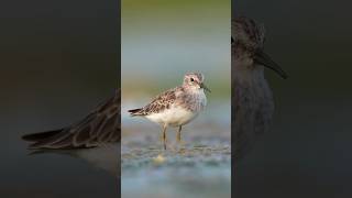Download lagu Suara burung Sandpiper Terkecil. #fotografiburung #burung #suaraburung #pengamatanburung #pecintaburung #burung #pengamatanburung mp3