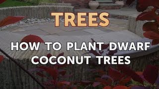 How to Plant Dwarf Coconut Trees