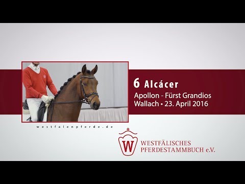 06 Alcácer Wallach v. Apollon - Fürst Grandios