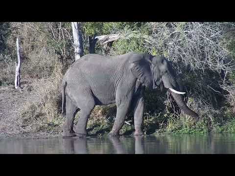 Djuma: Elephant bull and Hippo - 16:07 - 07/17/2023
