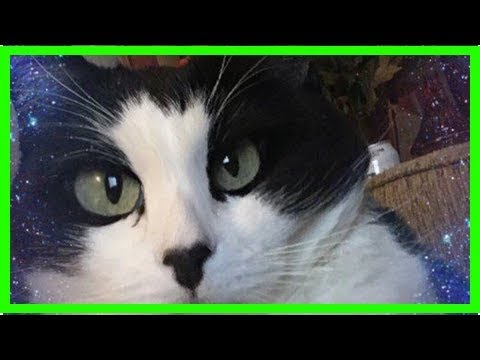 10 Signs your cat is your best friend!