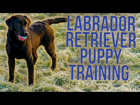 Puppy Training Labradors