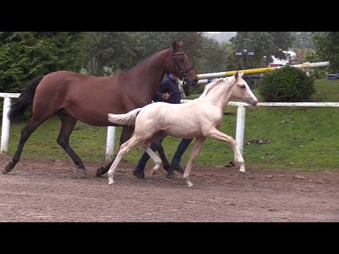 Nr. 8 STEENDIEKS CHACCO SON HF von FS Chacco Blue - Carambo