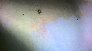 Big Ass Wolf Spider at Texas Forest Service