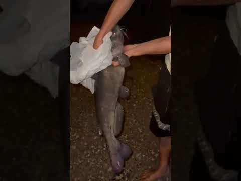 Giật cả mình😂#câucá #caucalang #fishing #japan