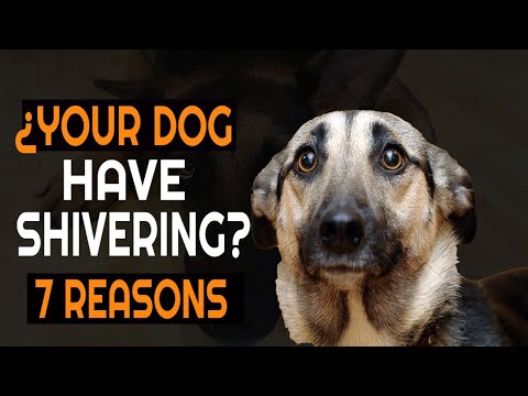YouTube video about: How long do dogs shiver after bath?