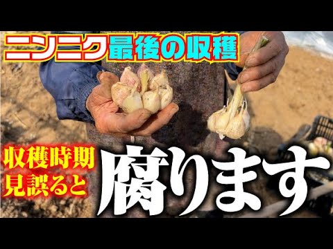 ニンニクの収穫:ここに注意してください 植物