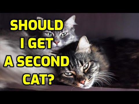 Is It A Bad Idea To Get A Second Cat?