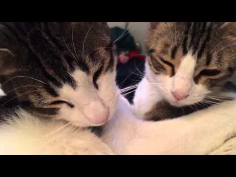 Adopt the SWEETEST sibling Twins!