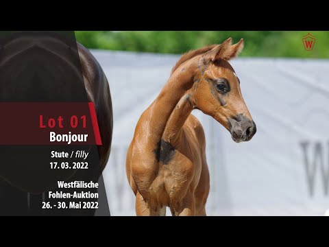 Fohlen-Auktion 26. - 30. Mai Lot 01 Bonjour Stute v. Bonds - Franziskus
