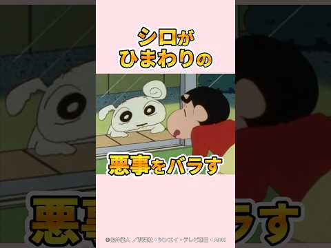 【衝撃】シロがひまわりの悪事をバラす『ひまわりは光り物が大好きだゾ』#クレヨンしんちゃん #野原しんのすけ #野原みさえ #野原ひろし #爆笑