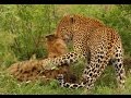 Leopard Kills A Hyena Leopard Kills A Cheetah