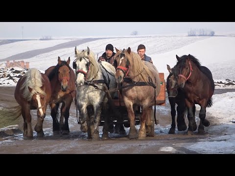 Caii lui Pancica de la Sarmasu, Mures - 2021