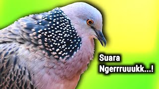 Download lagu Pikat Tekukur Gacor Memanggil Teman Suara Keras Dan Jernih 💯% Langsung Nyaut...! mp3