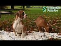 Boxer dogs for sale: Trevor - Video 1