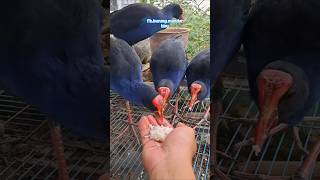 Download lagu #shorts belajar ternak burung mandar biru jinak jinak mp3 Download lagu #shorts belajar ternak burung mandar biru jinak jinak mp3