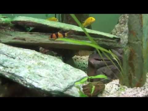 500 lt Sciaenochromis fryeri , Labidochromis caeruleus , botia payaso , Pimelodus pictus