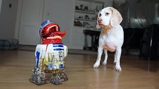Dog vs Zombie R2D2 Prank! Funny Dogs Maymo, Potpie & Penny by Maymo