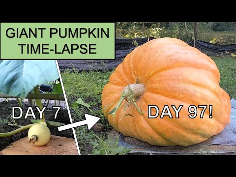 FINAL WEIGHT Giant Pumpkin Time-Lapse 2021