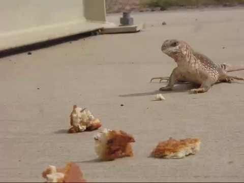 Desert Iguana Likes Bread
