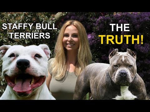 hogyan lehet Pitbull fogyni