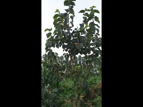 Tek gövdeli #bolufındığı gelisimi (Corylus colurna)🌰🌴🌳
