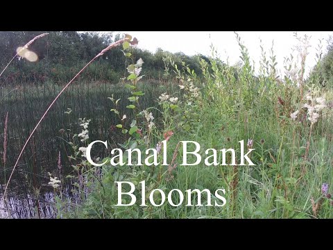 Canal Bank Blooms