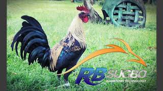 Blakliz: The black advantage